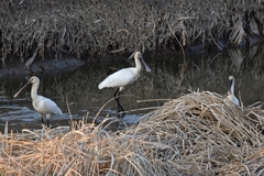 Platalea leucorodia