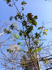 Ceiba aesculifolia