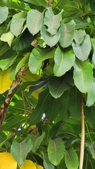 Manilkara zapota