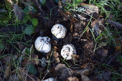 Amanita ocreata