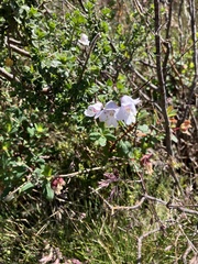 Prostanthera cuneata