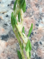 Polygonum aviculare
