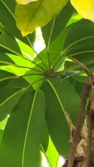 Manilkara zapota