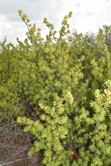Suriana maritima