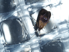 Piestoceros conjunctella