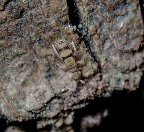 Entomobrya corticalis, Göteborg, Västra Götaland, Sweden, photo 9 of 10