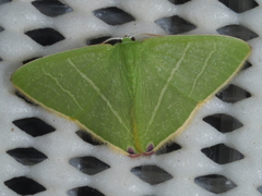 Urolitha bipunctifera