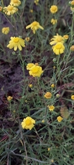 Senecio glaucus