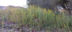 Senecio glaucus