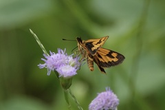 Taractrocera archias