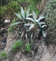Agave