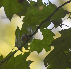Quercus rubra