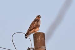 Buteo japonicus