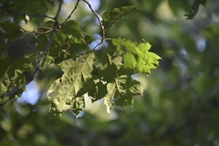 Quercus rubra