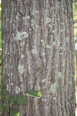 Quercus rubra