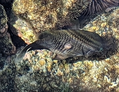 Plectroglyphidodon marginatus