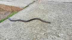 Atractus crassicaudatus