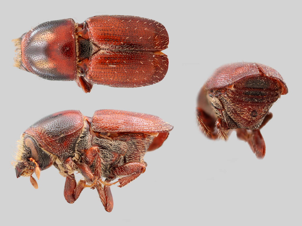 Banded Elm Bark Beetle
