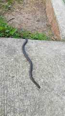 Atractus crassicaudatus