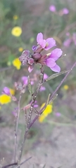 Cakile arabica
