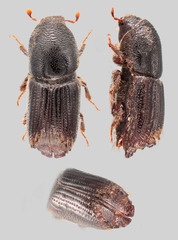 Ips sexdentatus