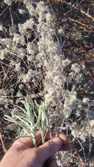 Pseudognaphalium beneolens