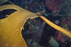 Ecklonia