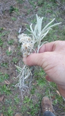 Pseudognaphalium beneolens