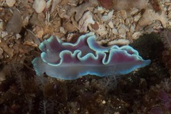 Leminda millecra