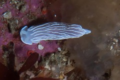 Dermatobranchus albineus