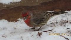 Haemorhous mexicanus