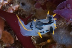 Polycera capensis