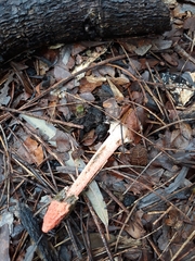 Phallus rubicundus