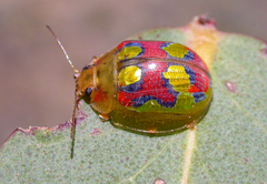 Paropsisterna gloriosa