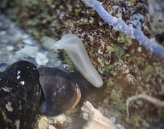 Leptosynapta albicans