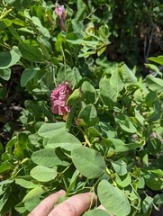Capparis sandwichiana