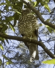 Accipiter cirrocephalus