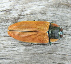 Temognatha variabilis