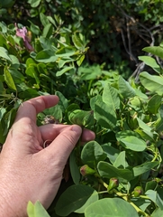 Capparis sandwichiana