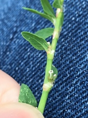 Polygonum aviculare