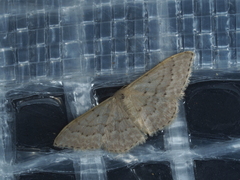 Idaea philocosma