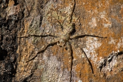 Pandercetes gracilis