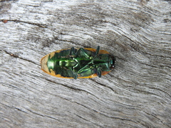 Temognatha variabilis