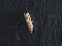 Holocola thalassinana