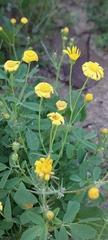 Senecio glaucus
