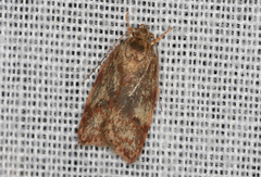 Oligoloba severa