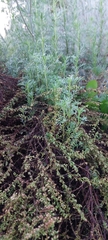 Artemisia scoparia