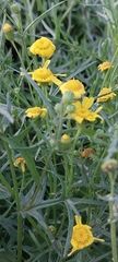 Senecio glaucus