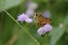 Taractrocera archias