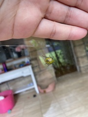 Glaucias amyoti